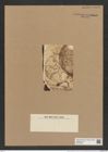 Asterolampra weissflogii Grun. (de-Toni-Nr.: Genus 235, Species 5680) Zeichnungen Sammlung Grunow Nr. 9669 (NHMW-BOT-W0379605)
